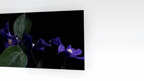 Fly the camera around flower with dew drops. Closeup. Stock Footage 73952895