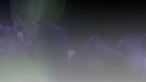 Fly the camera around flower with dew drops. Closeup. Stock Footage 73953073