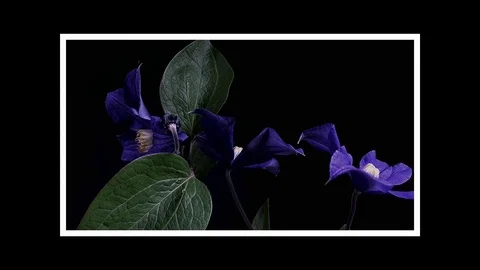 Fly the camera around flower with dew drops. Closeup. Stock Footage 73953335