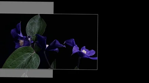 Fly the camera around flower with dew drops. Closeup. Stock Footage 73953827