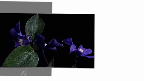 Fly the camera around flower with dew drops. Closeup. Stock Footage 73954330