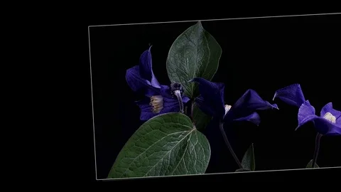 Fly the camera around flower with dew drops. Closeup. Stock Footage 73954680