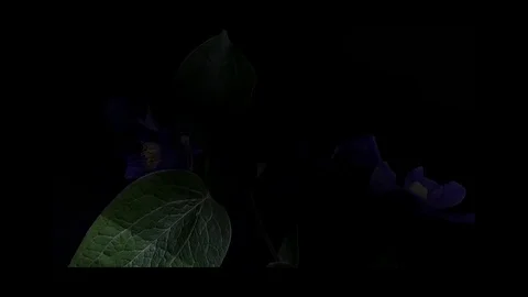 Fly the camera around flower with dew drops. Closeup. Stock Footage 73955152