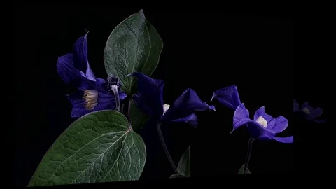 Fly the camera around flower with dew drops. Closeup. Stock Footage 73955354