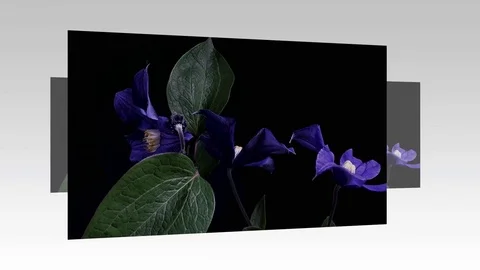 Fly the camera around flower with dew drops. Closeup. Stock Footage 73955494