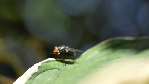 A fly with a camera in macro photography mode Stock Footage 311566305