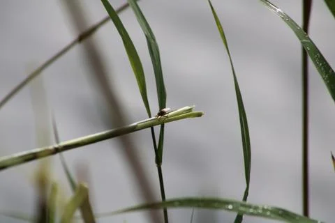 Fly on a cane Stock Photos