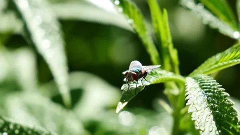 Fly on Cannabis Stock Footage 136637002