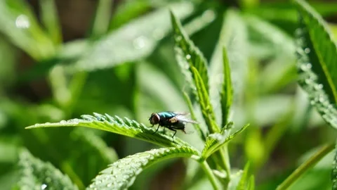 Fly on Cannabis Stock Footage 136638073