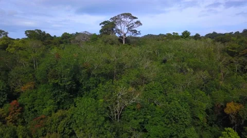Fly from canopy close to Huge Big green tree Stock Footage 133148034