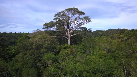 Fly from canopy close to Huge Big green tree Stock Footage 133148621