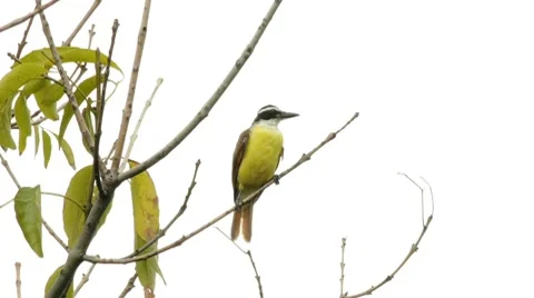 Fly Catcher Bird On Branch Stock Footage 8573181