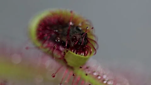 Fly caught in carnivorous plant macro close up. 库存影片 267042878