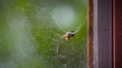 Fly Caught in Delicate Spider Web Fighting to Escape Stock Footage 345456603