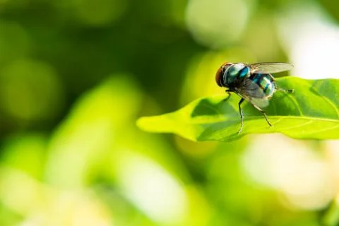 Fly caught on a green leaf. Stock Photos