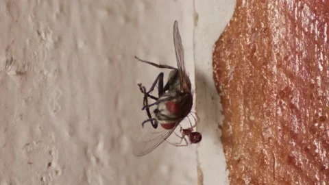 Fly caught in the spider web Stock Footage 165411165