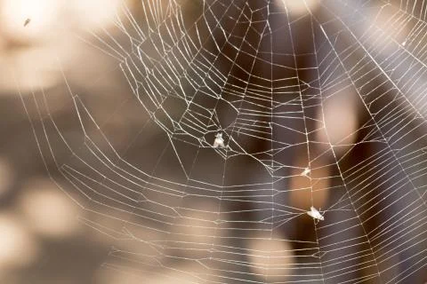 Fly caught in a spider web Stock Photos
