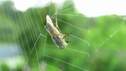 A fly caught in a spider's web close up Stock Footage 161036033