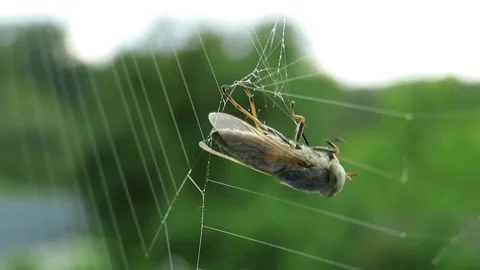 A fly caught in a spider's web close up Video stock 161036040