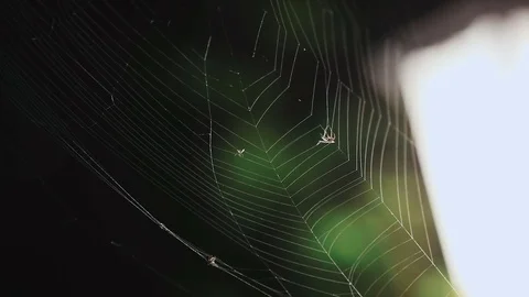 Fly caught in a spiders web Stock Footage 76189001