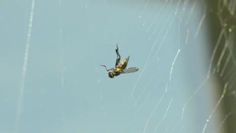 Fly caught in a spider's web Stock Footage 282694818