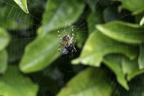A fly caught in a spiders web. Stock Photos