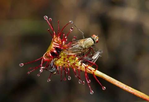 Fly caught by Sundew Stock Photos