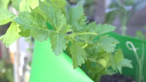 Fly on celery leaf Vídeos de archivo 247336878