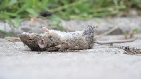 Fly Circles And Lands On Dead Mouse In Slow Motion, Disgusting Stock Footage 139453035