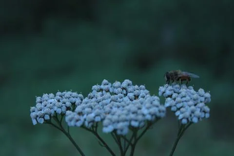 Fly Clatter Stock Photos