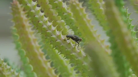 The fly clean themselves Video stock 89017827