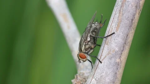 Fly cleaning its abdomen 스톡 동영상 88100952