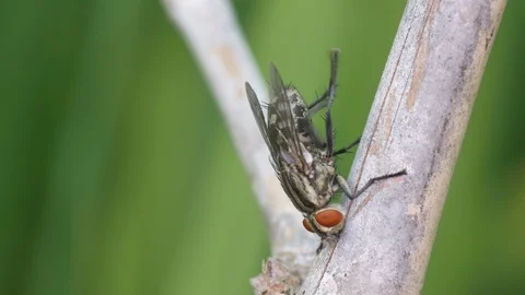 Fly cleaning its hindlegs Stock Footage 88100976