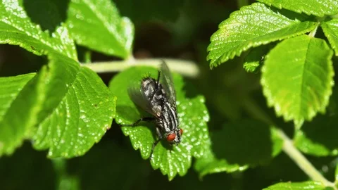 Fly cleaning its legs Stock Footage 109151657