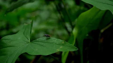 Fly cleaning itself on leaf in tropical rainforest 4K UHD Stock Footage 96769251
