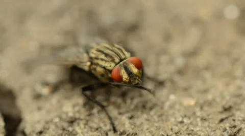 Fly cleans its paws Vídeos de archivo 25302859