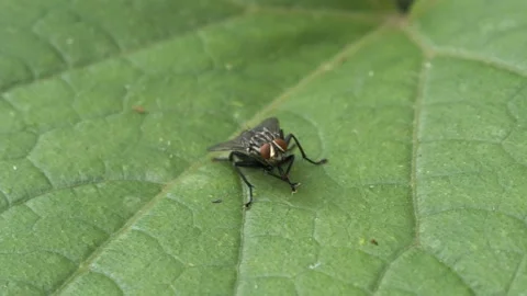 The fly cleans its paws on a green leaf. Insect close-up. Vidéo 157619709