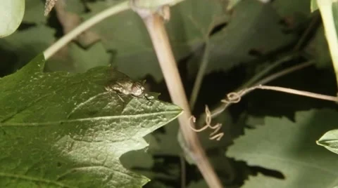 Fly Cleans Itself on Green Grapes Leaf in Night Macro Stock Footage 66549629