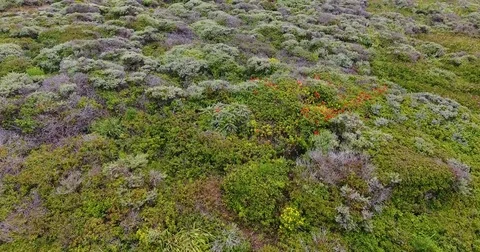 Fly off Cliff at Big Sur Stock Footage 76203858