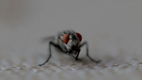 Fly close up cleaning its face macro fly. Insect grooming its self. Macro fly wi Stock Footage 159735516