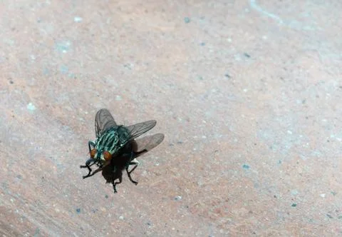 Fly, close up A macro shot of a fly omn a brown backround Copyright: xZoon... Stock Photos