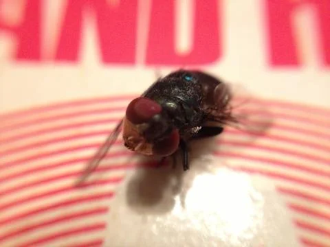 A Fly Close Up Stock Photos