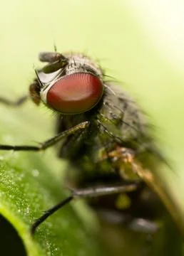 Fly. close Stock Photos