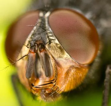 Fly. close Stock Photos