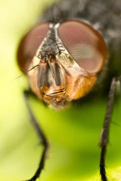 Fly. close Stock Photos