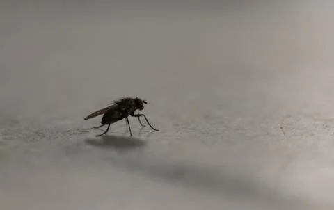 Fly close up Fotos de archivo