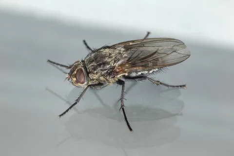 Fly up close Stock Photos