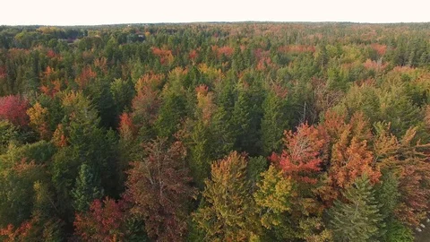 Fly close to trees with fall colors popping out in Maine  Stock Footage 96709817