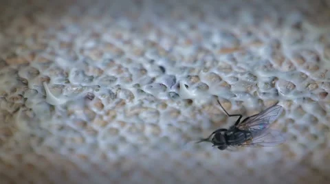 Fly closeup Stock Footage 7133646