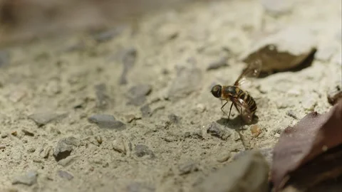 A Fly Coating Her Eggs With Sand. Stock Footage 207612854